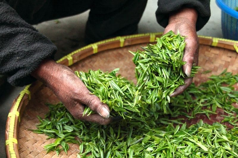 green tea leaf processing